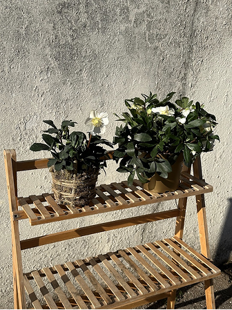 Immagine 2 Colonna 2